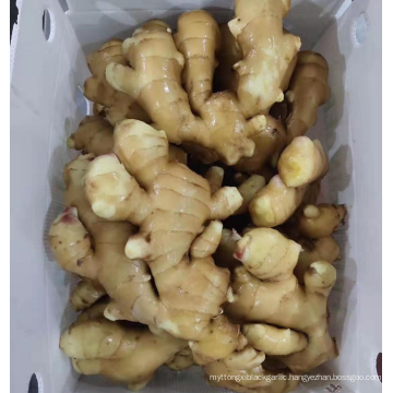 China fresh ginger factory supply washed yellow ginger export